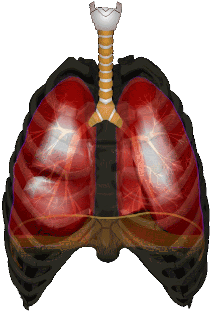 l'appareil respiratoire les poumons